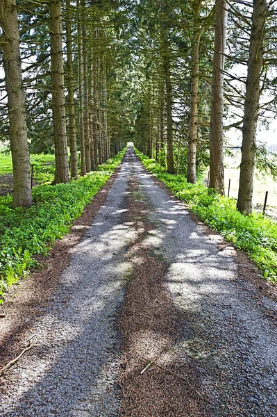 Asphalt Forest Road в Бельгии — стоковое фото