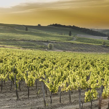 Gün batımında Tuscany üzüm bağları