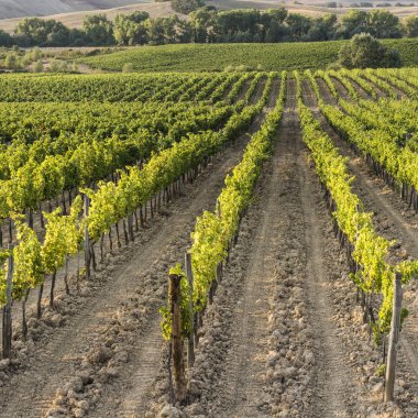 Gün batımında Tuscany üzüm bağları