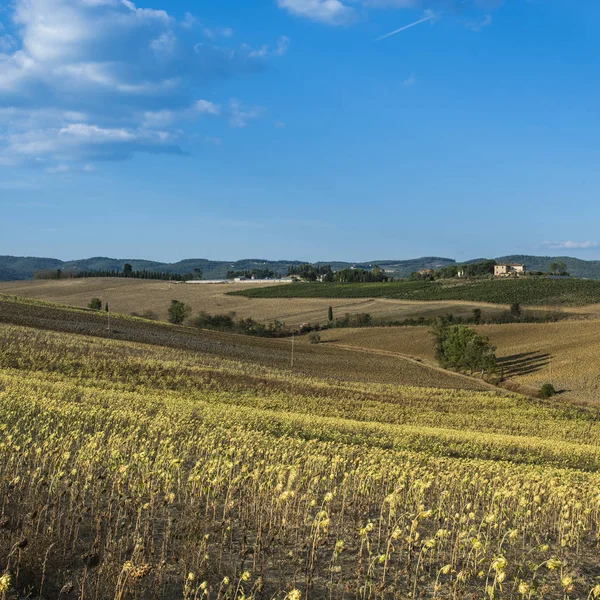 Sonnenblumenplantage in der Toskana — Stockfoto