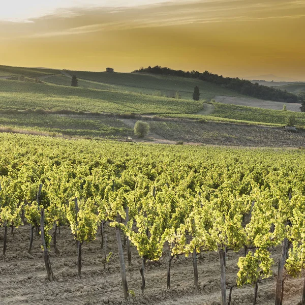 Tuscany vineyards at sunset — Stock Photo, Image