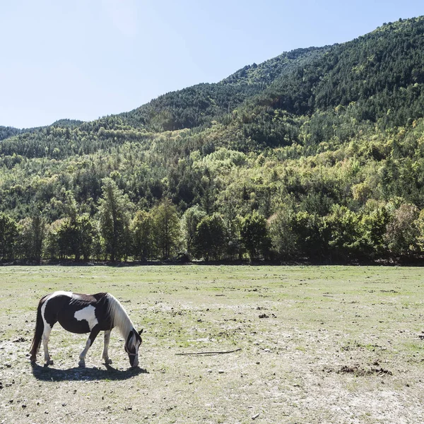 马在法国的草地上 — 图库照片