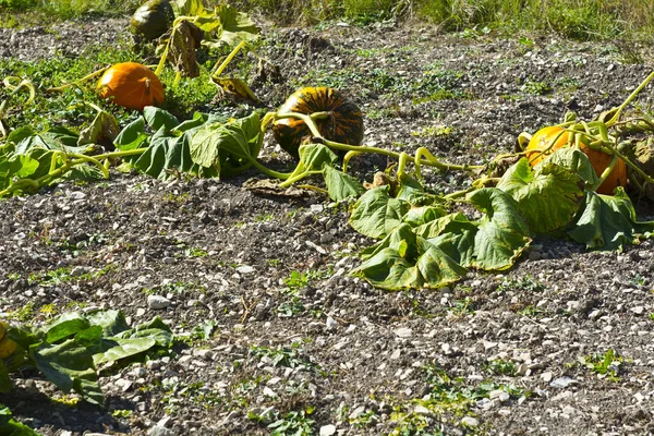 Plantage von Kürbis in Frankreich. — Stockfoto