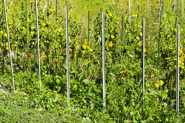 Vegetable garden in France. — Stock Photo, Image