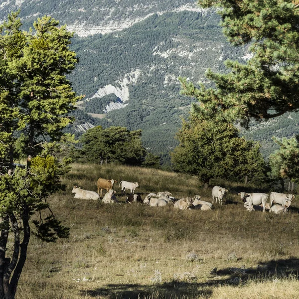 Vacas de pastoreo en pastos de alta montaña — Foto de Stock