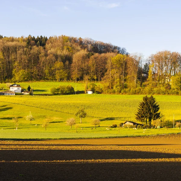 Bossen en geploegd velden in Zwitserland — Stockfoto