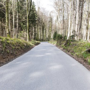 İsviçre'deki orman yolu