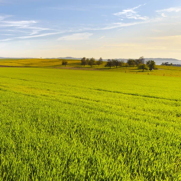 Schweiziska landskap med ängar — Stockfoto