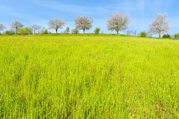 Arbres et prairies en Suisse — Photo