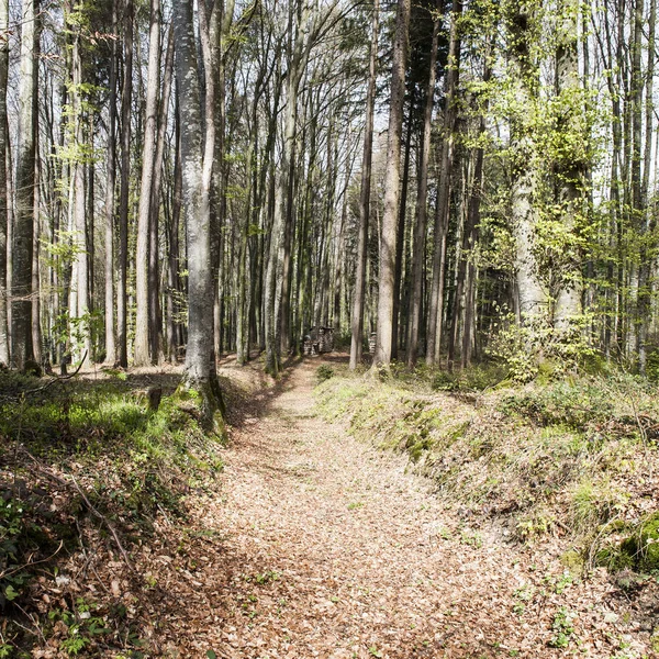 Prašná cesta v lese — Stock fotografie