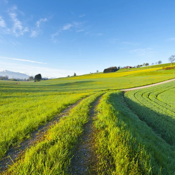 Agricultura en Suiza — Foto de Stock