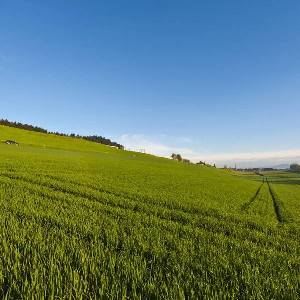 牧草地のスイスの風景 — ストック写真