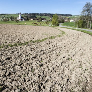 İsviçre dağ otlaklarda üzerinde otlatma inekler