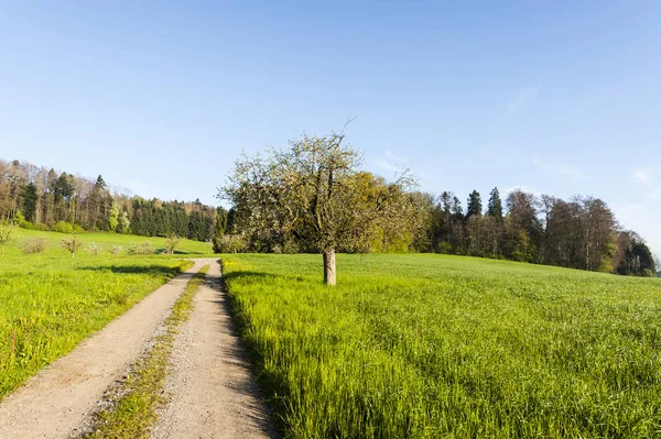 Estrada de terra entre pastagens — Fotografia de Stock