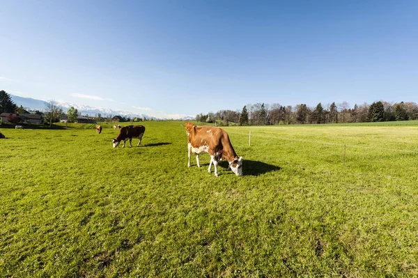 Allevamento di animali in Svizzera — Foto Stock