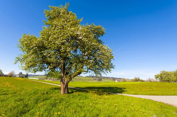 Asphalt path between pastures — Stock Photo, Image