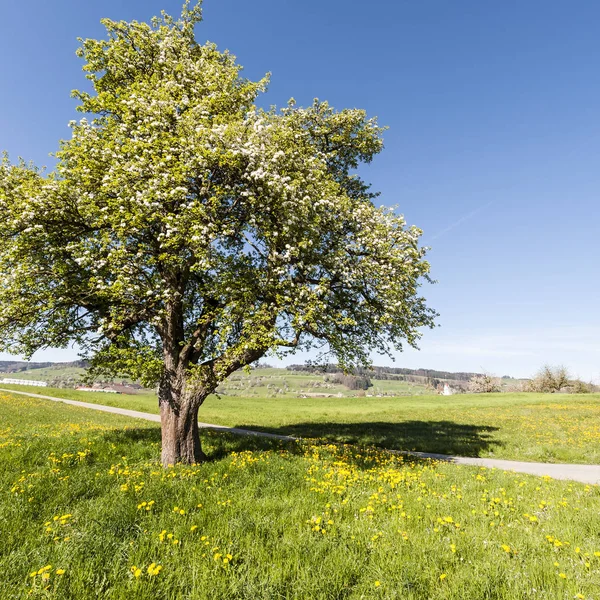 Çiçekli ağaç İsviçre