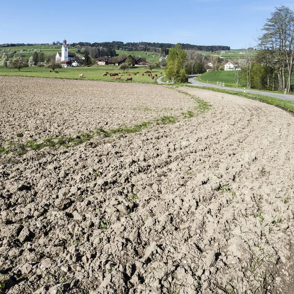 İsviçre dağ otlaklarda üzerinde otlatma inekler