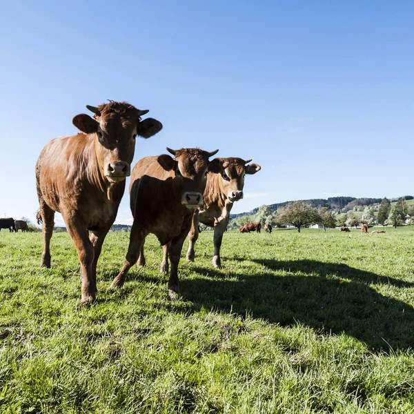 畜牧业在瑞士 — 图库照片