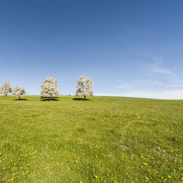 Krowy, łąka i kwitnących drzew w Szwajcarii — Zdjęcie stockowe