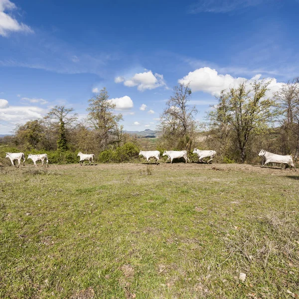 Поля, пастбища и коровы — стоковое фото
