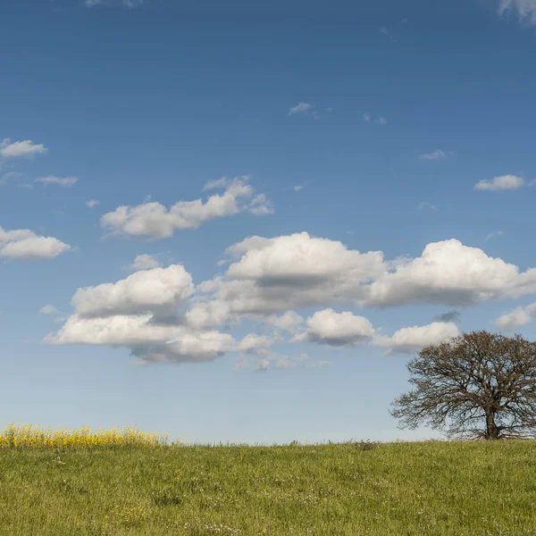 Yalnız ağaç mera üzerinde 