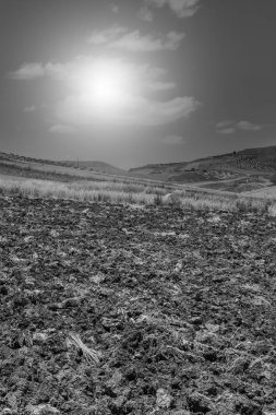 Hasat sonra buğday alanları.