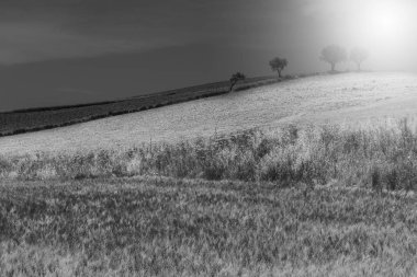 Hasat sonra buğday alanları.