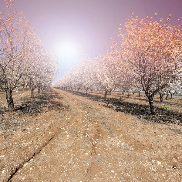Almond garden in Israel — Stock Photo, Image