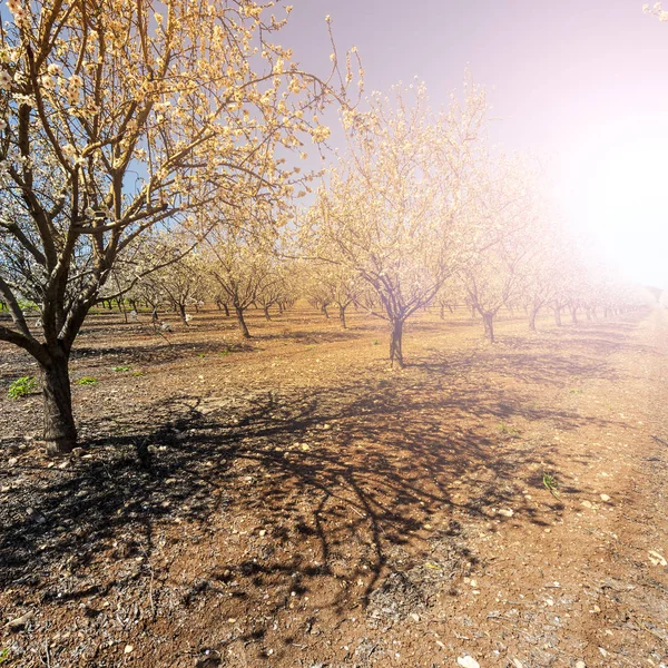 Almond garden in Israel — Stock Photo, Image