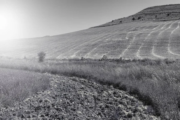 収穫後の麦畑. — ストック写真
