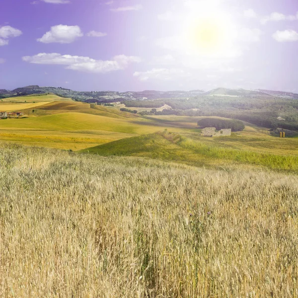 Campos de trigo ao nascer do sol — Fotografia de Stock