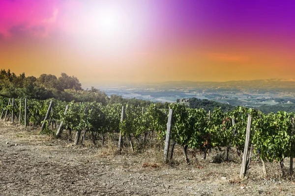 Vineyard in Italy at sunrise — Stock Photo, Image