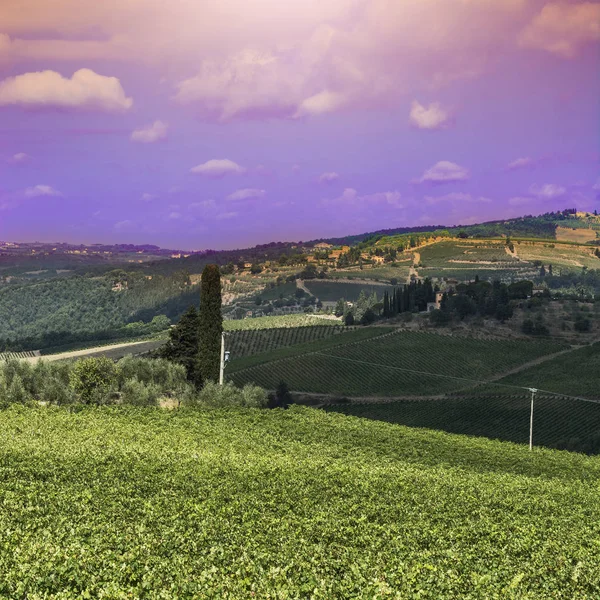 Vineyard in Italy at sunrise — Stock Photo, Image