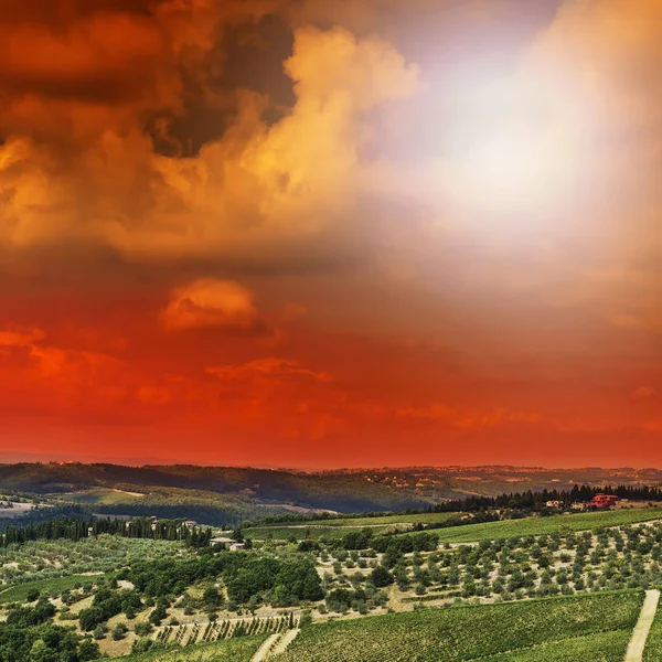 Виноградники в Італії на сході сонця — стокове фото