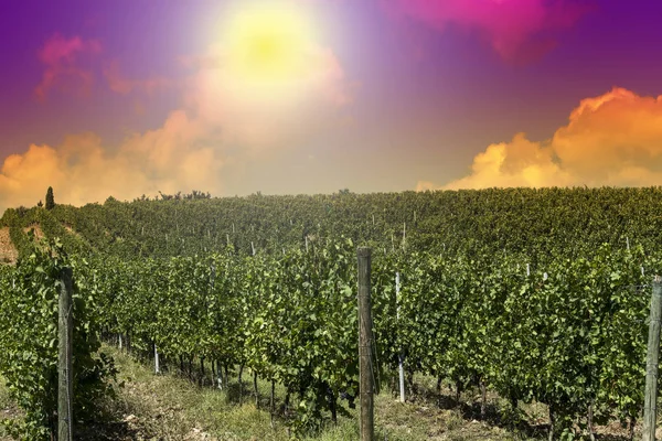 Vineyard in Italy at sunrise — Stock Photo, Image