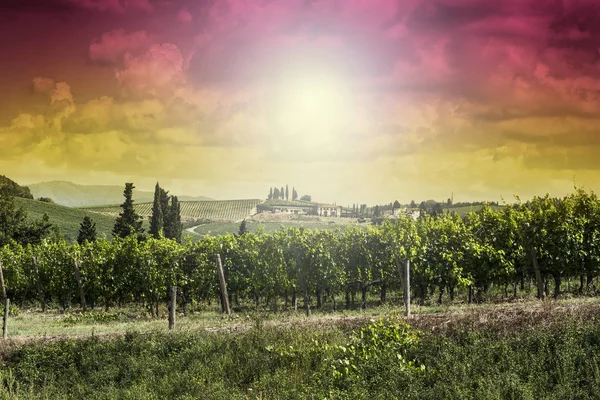 Vineyard in Italy at sunrise — Stock Photo, Image