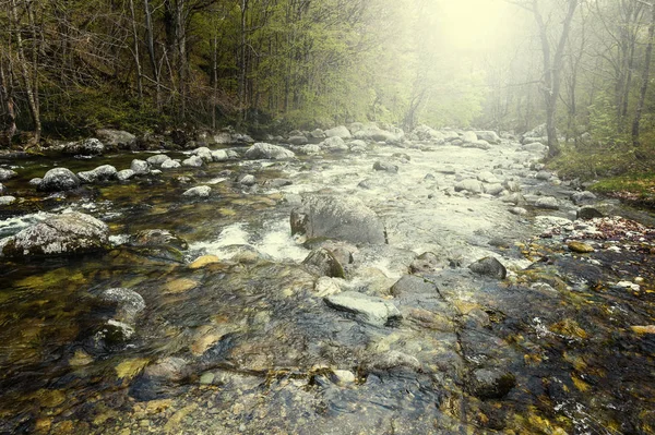 Gündoğumu nehirde orman Vadisi — Stok fotoğraf