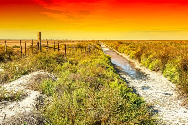 Nature reserve Camargue in France — Stock Photo, Image