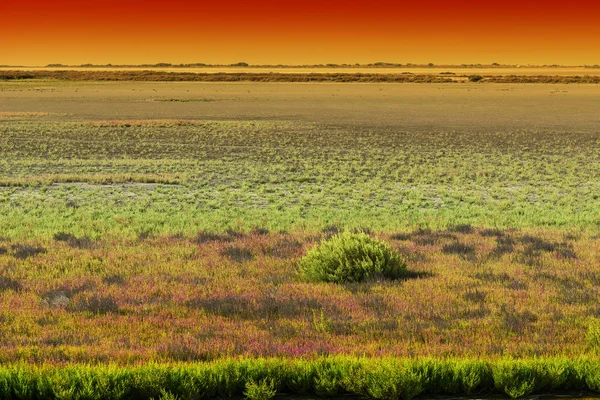 Naturschutzgebiet Camargue in Frankreich — Stockfoto