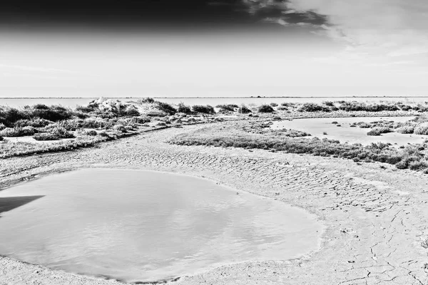 Nature reserve Camargue in France — Stock Photo, Image