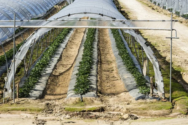 Strawberry inuti växthuset i Frankrike — Stockfoto