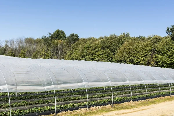 Strawberry inside the greenhouse in France — Stock Photo, Image