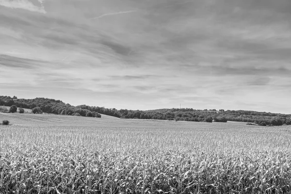 Plantacji kukurydzy w Francji — Zdjęcie stockowe