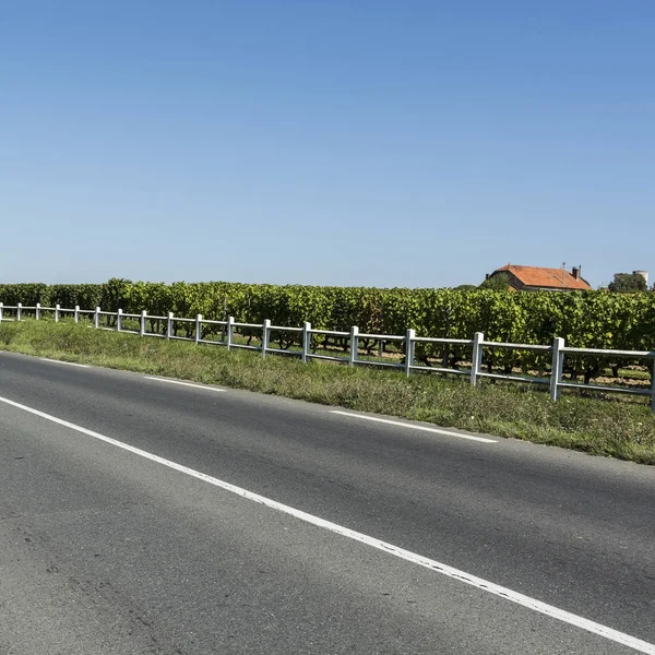 Asfaltová silnice poblíž vinice — Stock fotografie