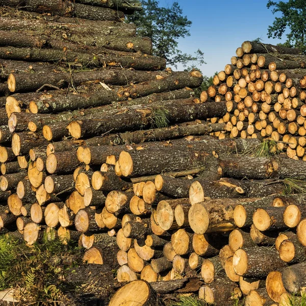 Holzscheite im Wald — Stockfoto