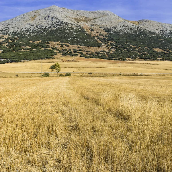 Estrada de ferro que passa pelo campo — Fotografia de Stock