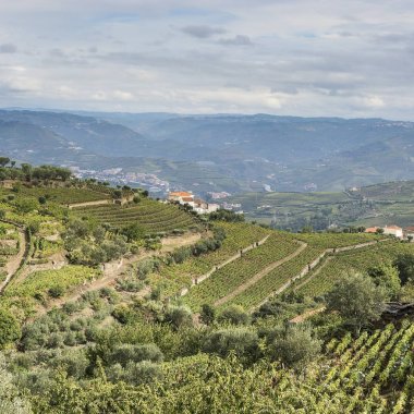 Portekiz üzüm bağları ile kaplı yamaçlar