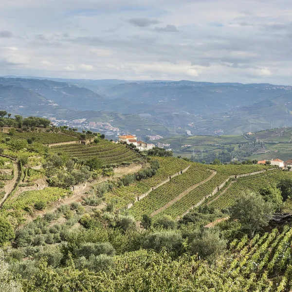 Sluttningar täckta med vinodlingar i Portugal — Stockfoto