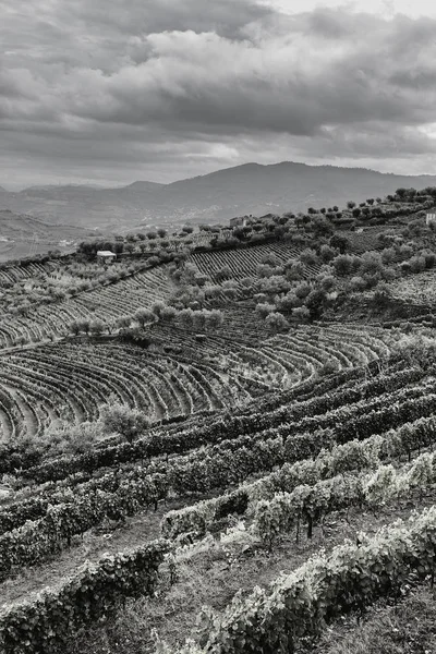 Portekiz üzüm bağları ile kaplı tepeler — Stok fotoğraf